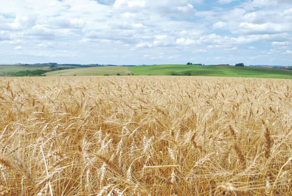 Trigo em Baixa: Preços Cedem Pelo 3º Mês Seguido