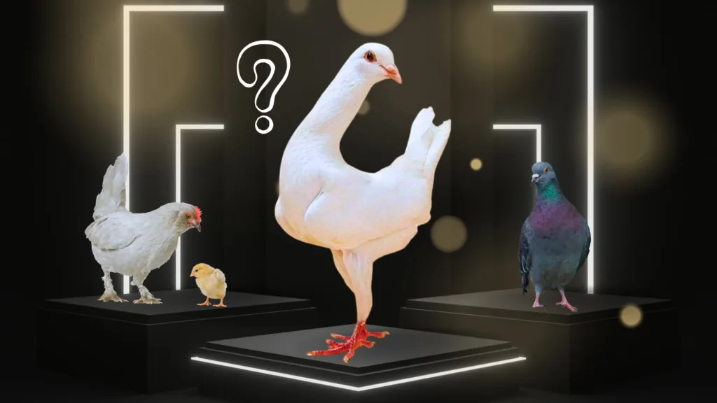 Pombo Galinha ou Galimbo? Ave do século 18 viraliza na internet