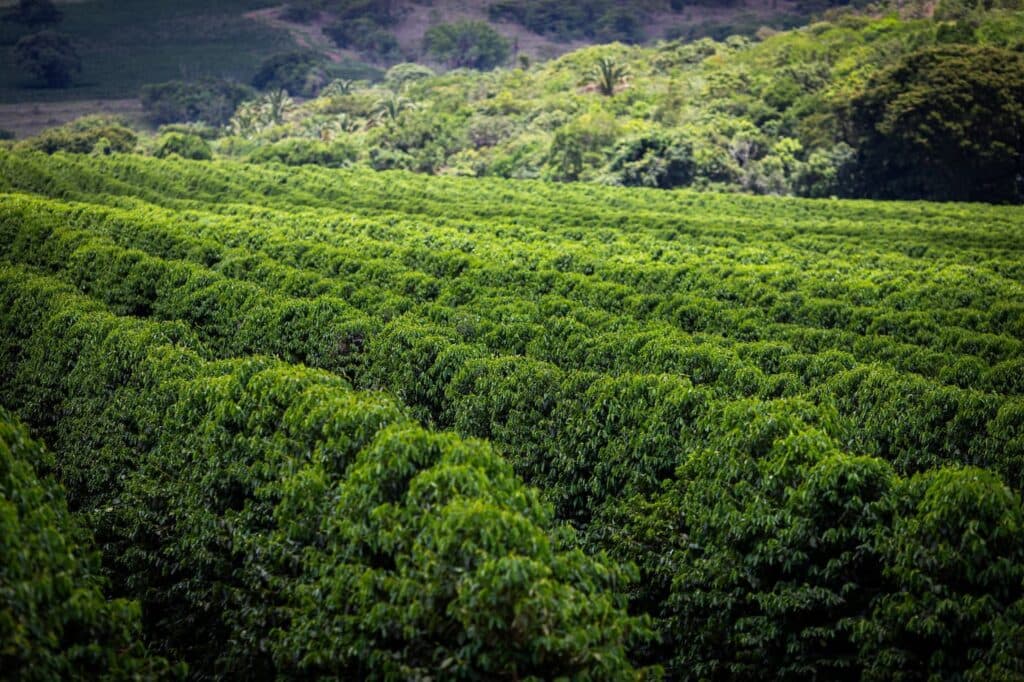Preços do café robusta e arábica estão estabilizando