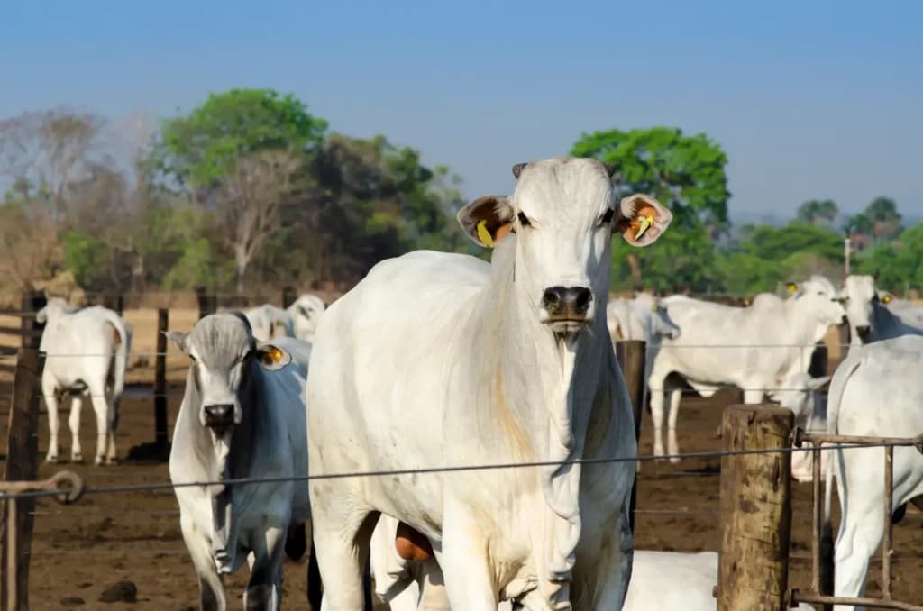 Atenção! Mato Grosso prorroga vacinação contra brucelose