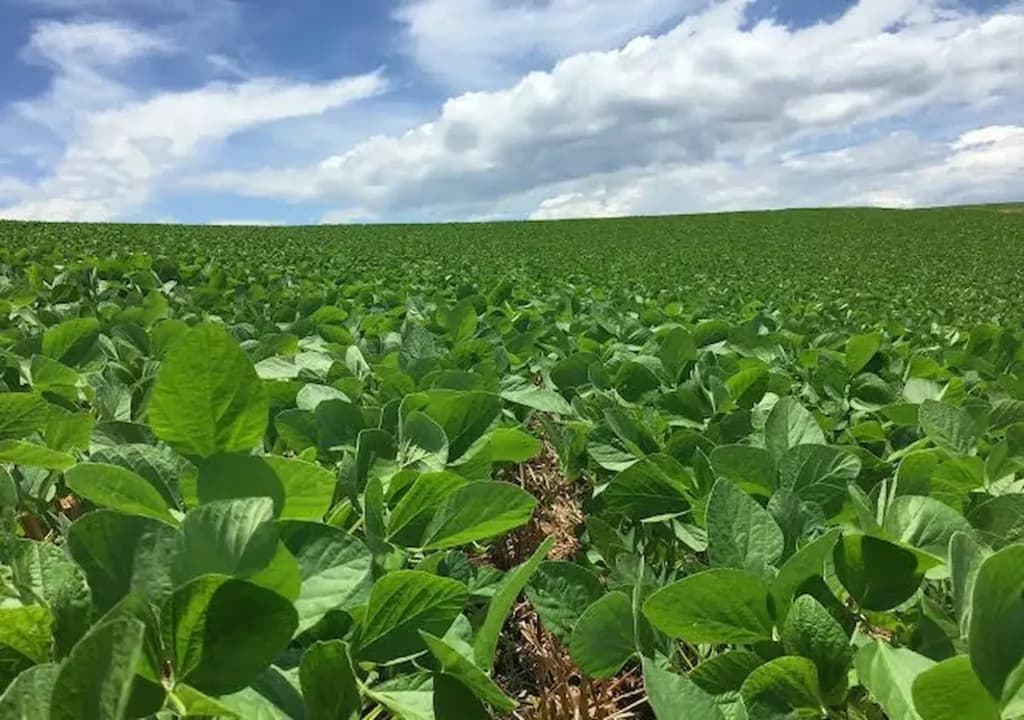 Brasil quebra recorde de exportação de soja para a China em março e consolida liderança no mercado mundial