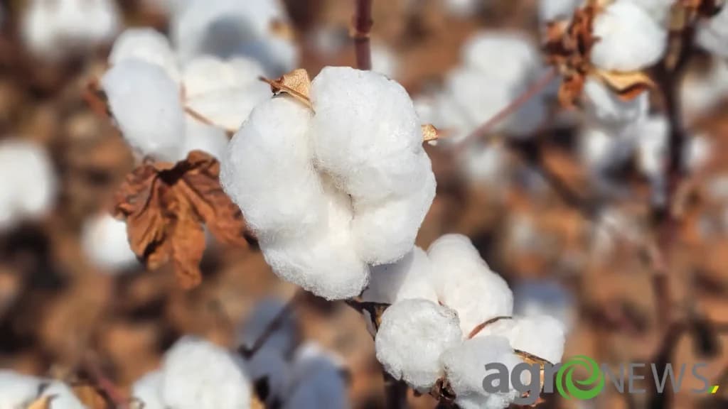 Bayer e Embrapa anunciam parcerias inéditas para o cálculo da pegada média de carbono do algodão