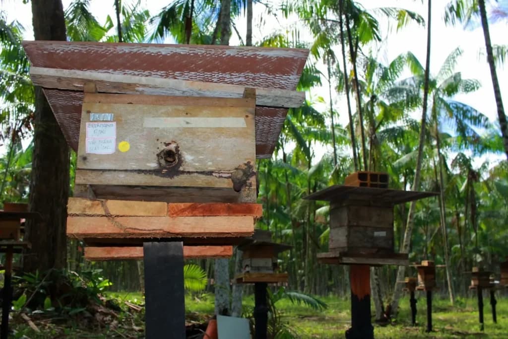Criação de abelhas sem ferrão no Pará ganha regulamentação inédita