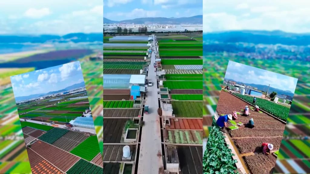 Conheça Tonghai – o maior condomínio de vegetais a céu aberto da China