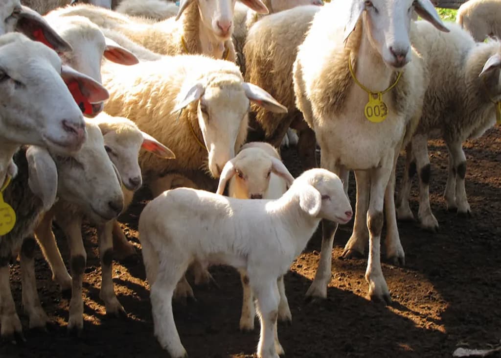 Produção do Ovino Pantaneiro deverá ser impulsionada, veja a seguir