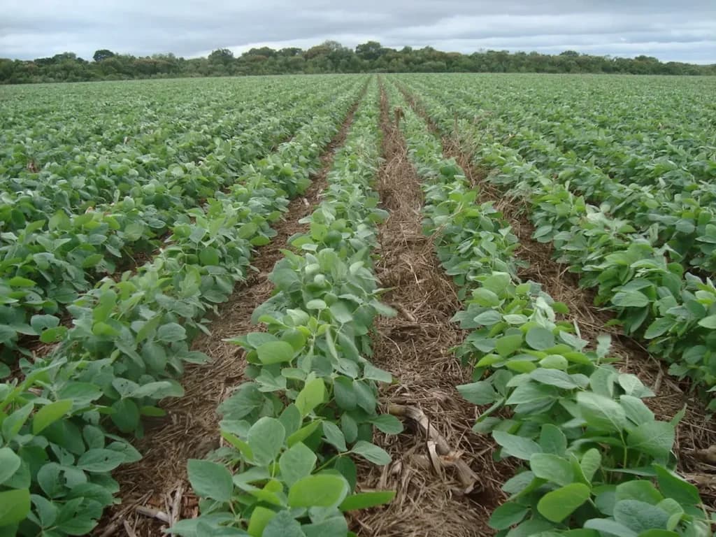 Produtor já pode testar aplicativo que usa registro de ondas cerebrais de especialistas para detectar doenças da soja