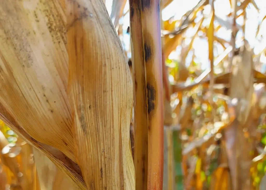 Antracnose do milho pode ter origem mesoamericana e se espalhou com ajuda humana