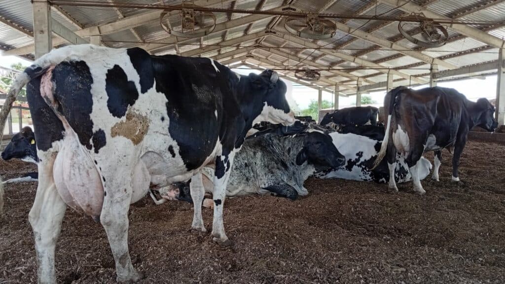 Margem do leite em 2026 exige gestão na ponta do lápis