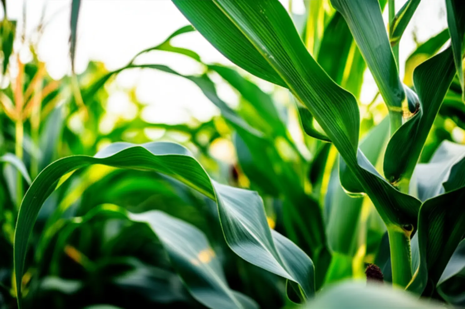 Milho: preços firmes e oferta restrita