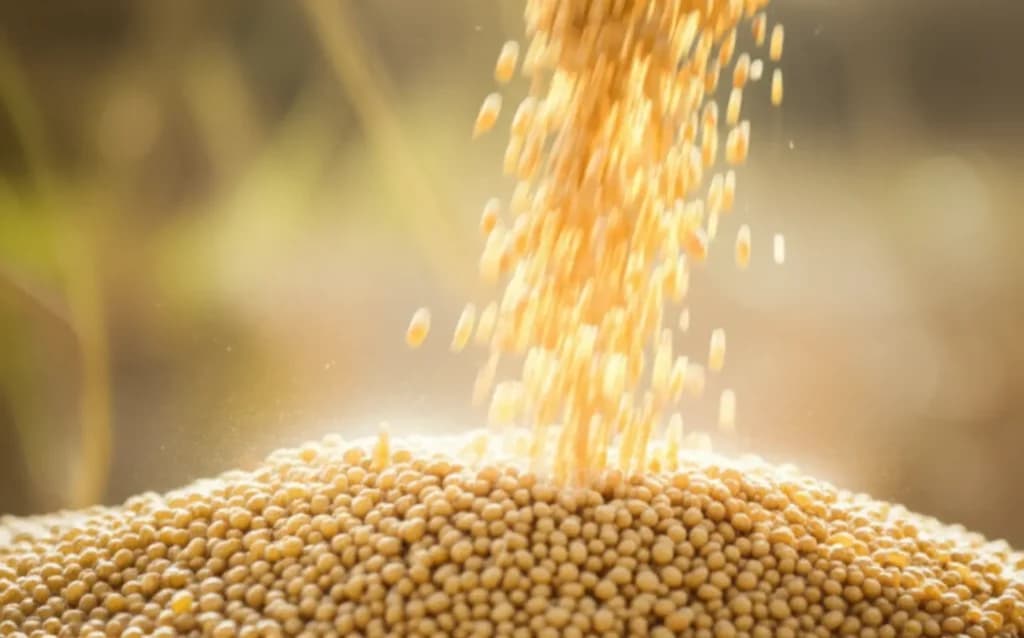 Buva ameaça lavouras: manejo integrado é a resposta