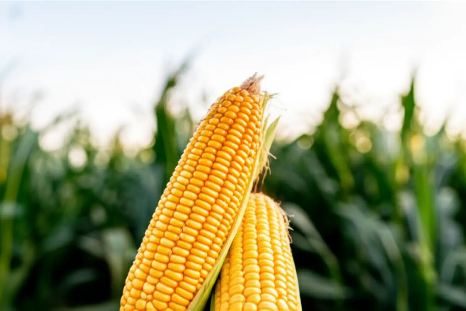 Preço do milho sobe, confira!