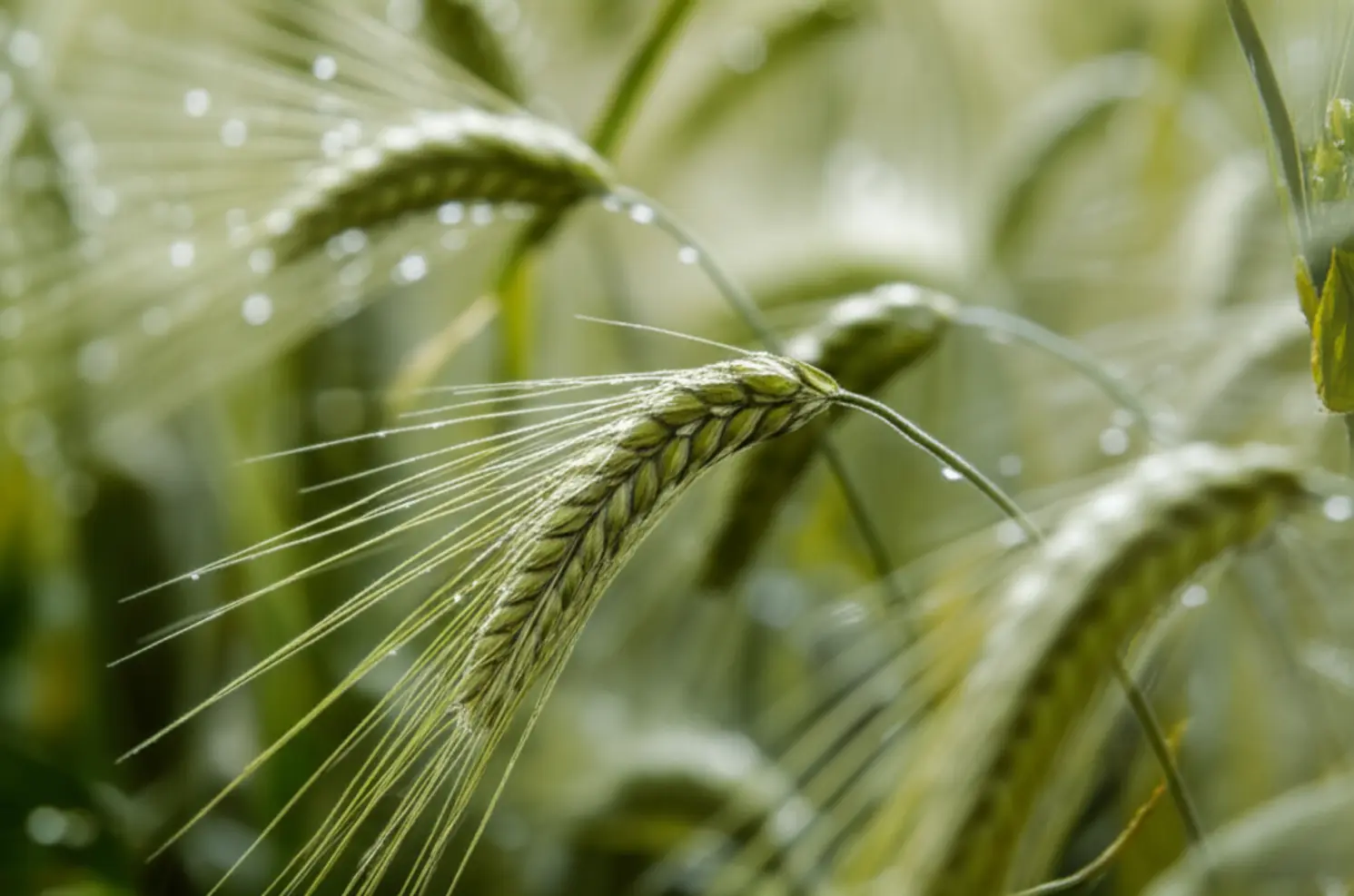 Previsão do tempo de 18 a 21 de novembro