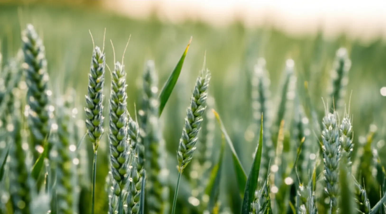 Clima favorece o trigo, mas preços recuam