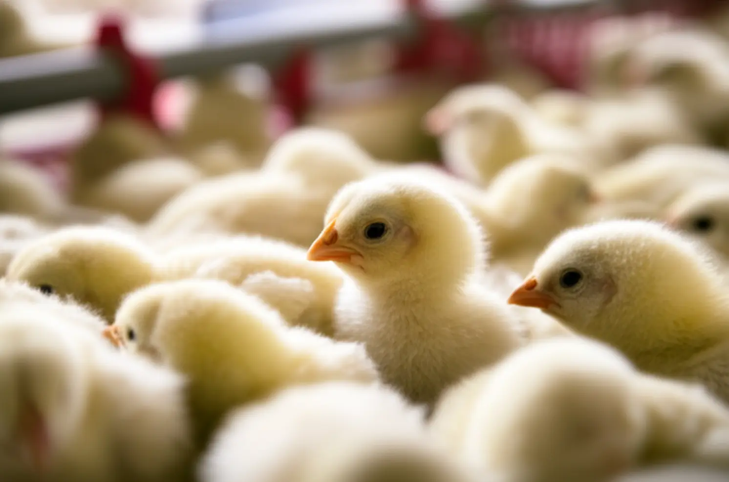 Frango: exportação de outubro quebra recordes