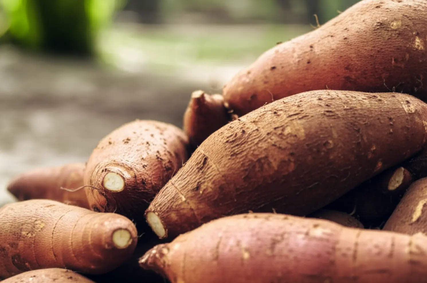 Preço da mandioca cai com grande oferta no campo