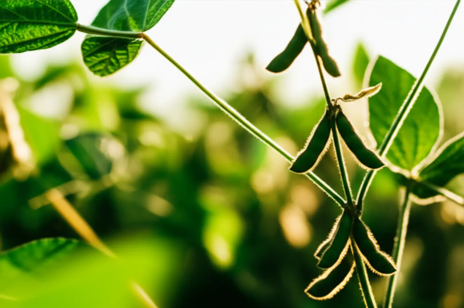 Manejo sustentável impulsiona subvenção do seguro rural em até 35% na soja