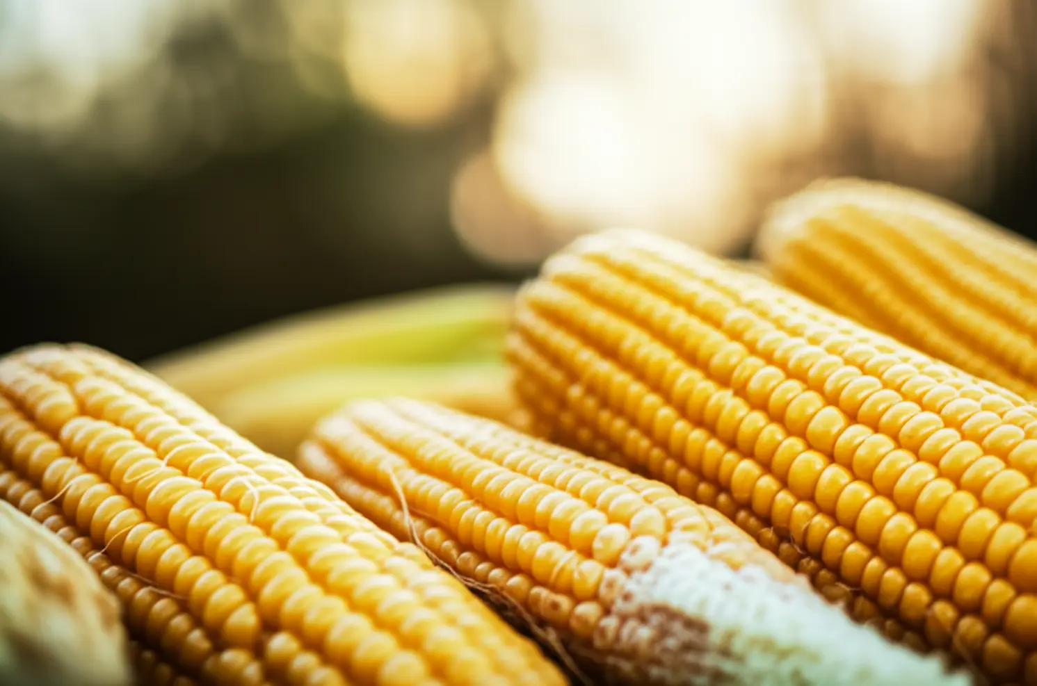 Milho: Vendedor recua e trava negócios no mercado spot