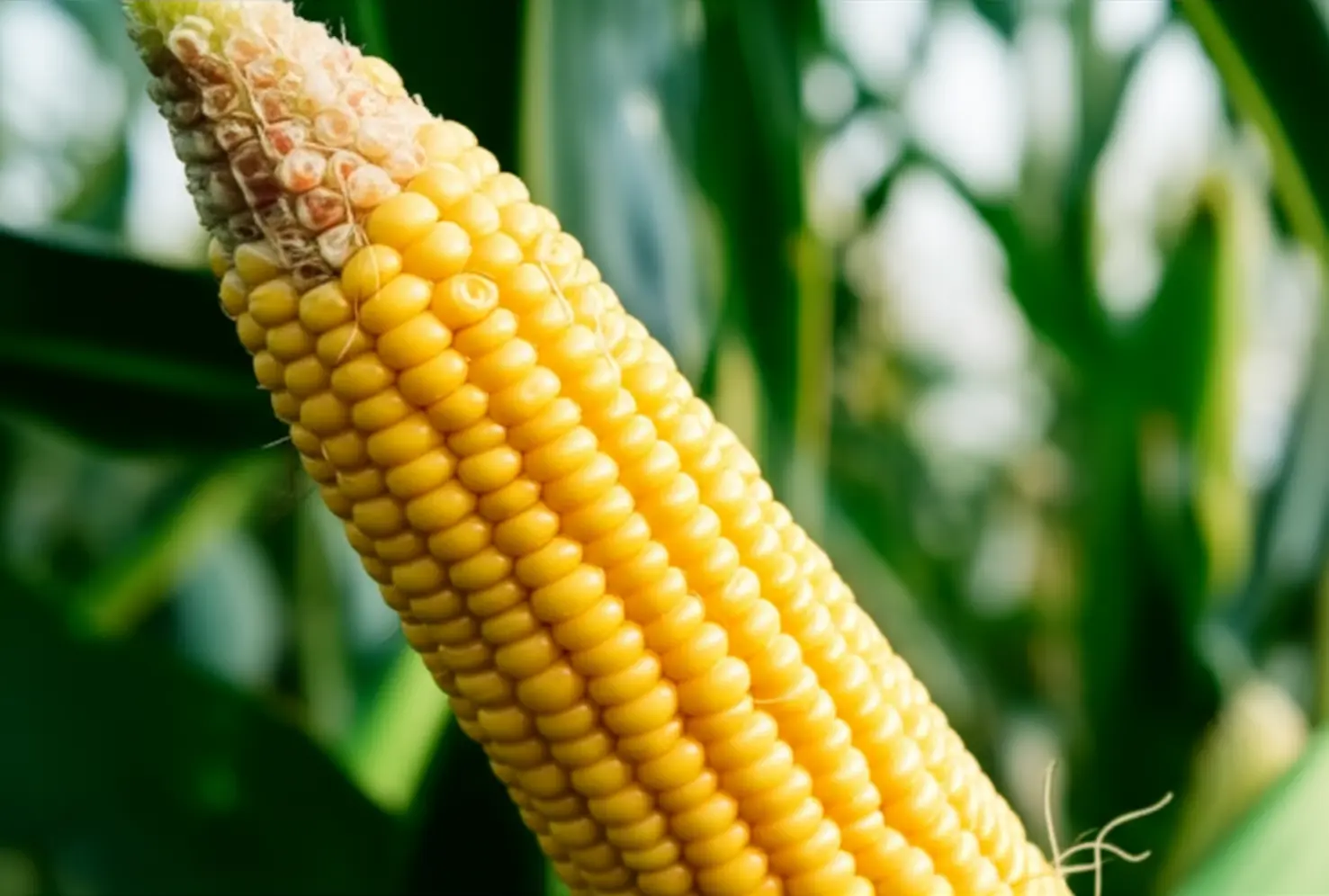 Retração nas vendas e dólar forte impulsionam o mercado do milho