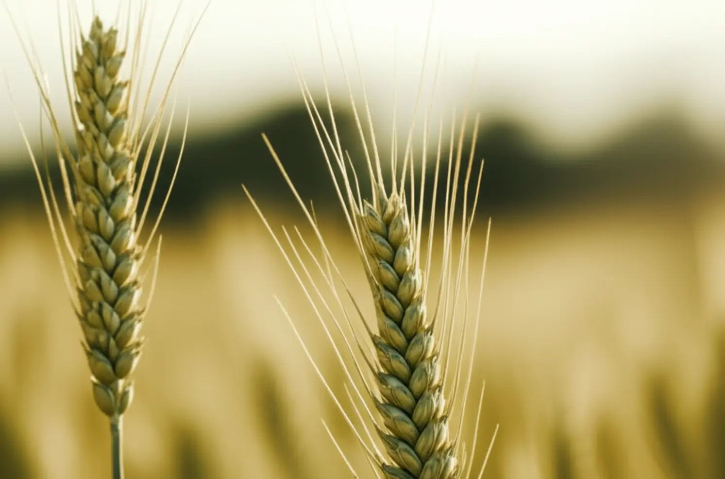 Trigo: safra argentina recorde e o impacto no Brasil