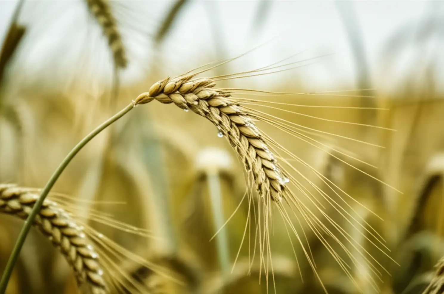Safra mundial de trigo recorde pressiona preços, confira!