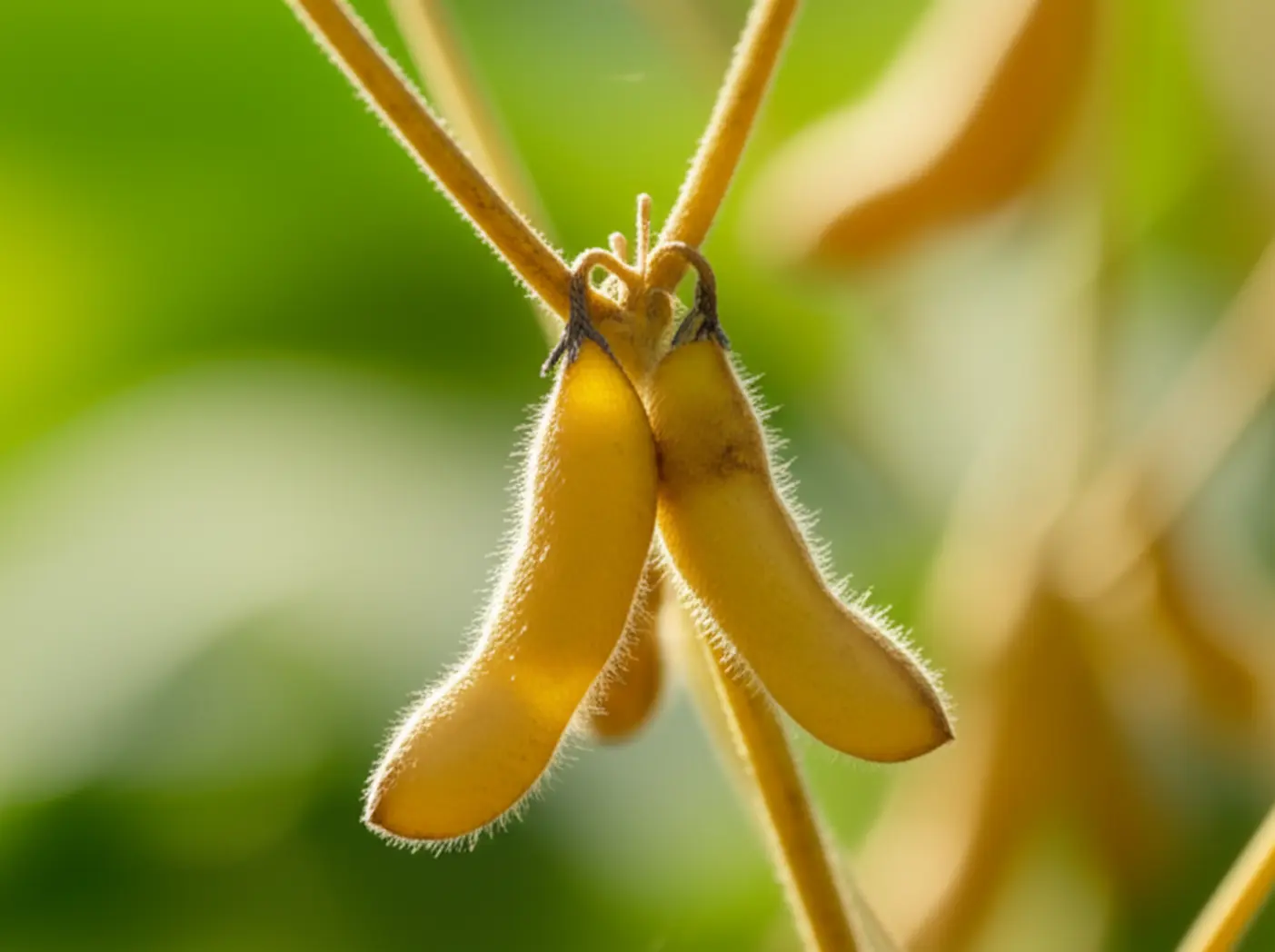 Soja: impasse entre comprador e vendedor trava negócios