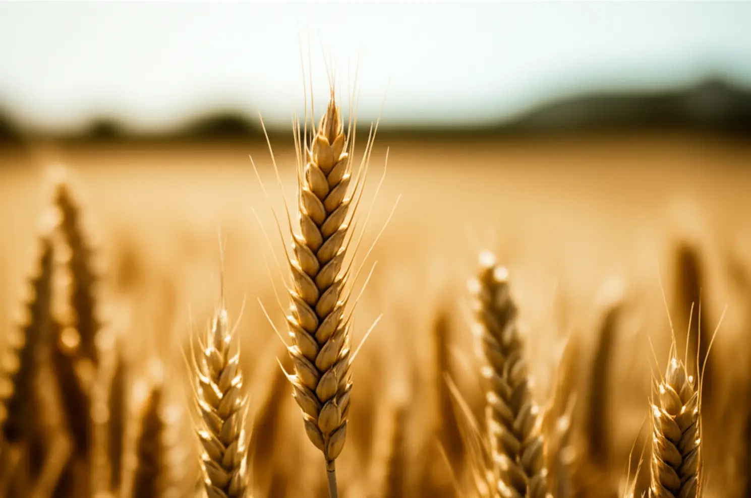 Safra recorde de trigo argentino pressiona preços no Brasil