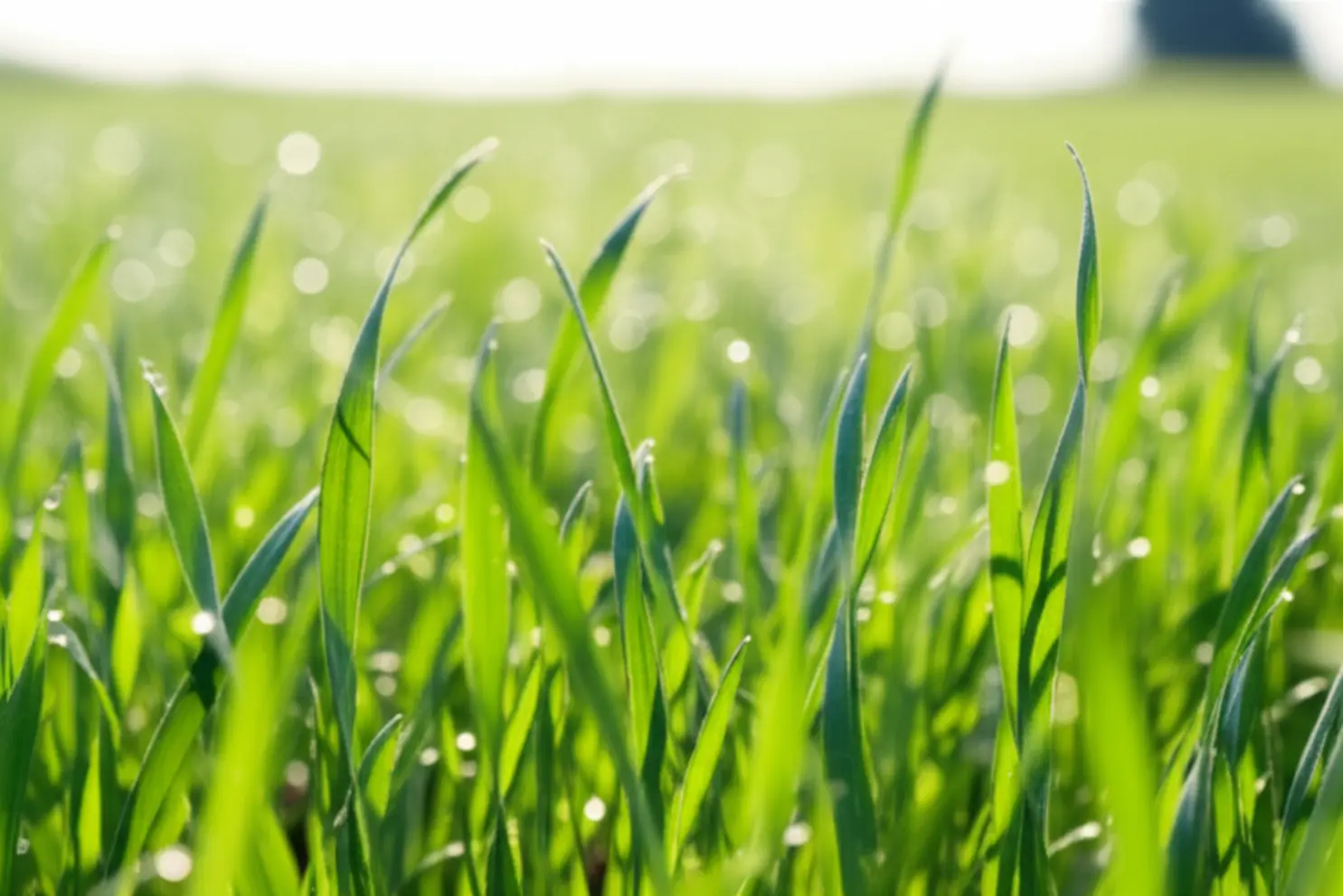 Preço do trigo cai e trava avanço da área no Brasil em 2026