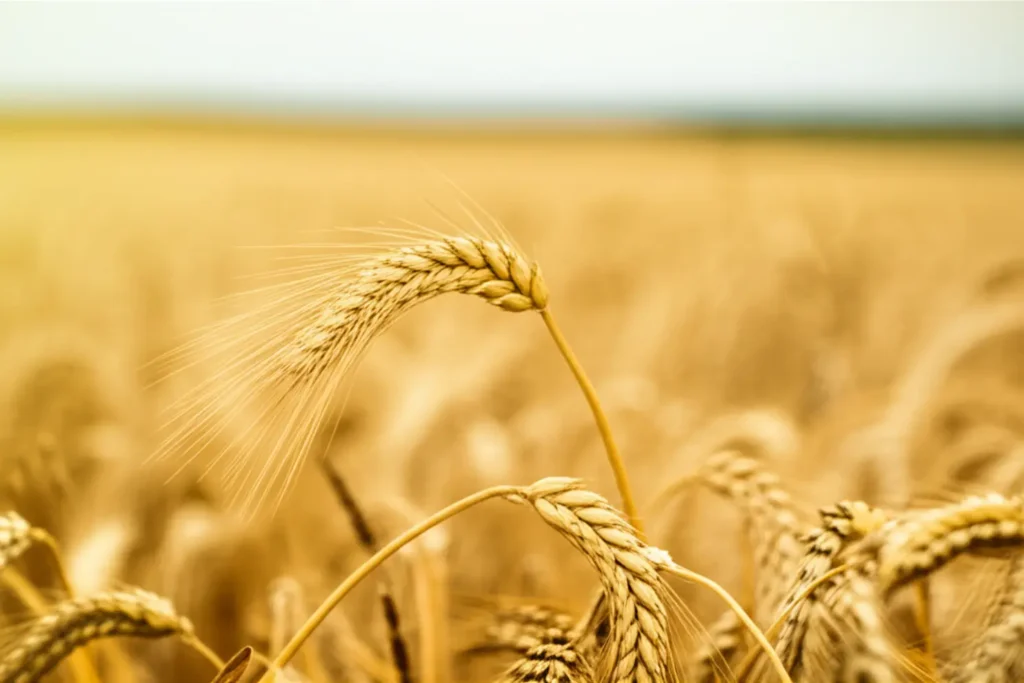 Dólar alto sustenta preço do trigo na reta final da safra