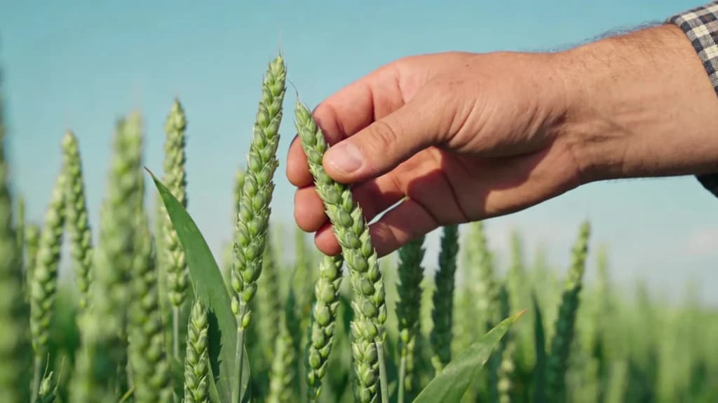 Trigo: Oferta elevada e importações fortes mantêm preços baixos
