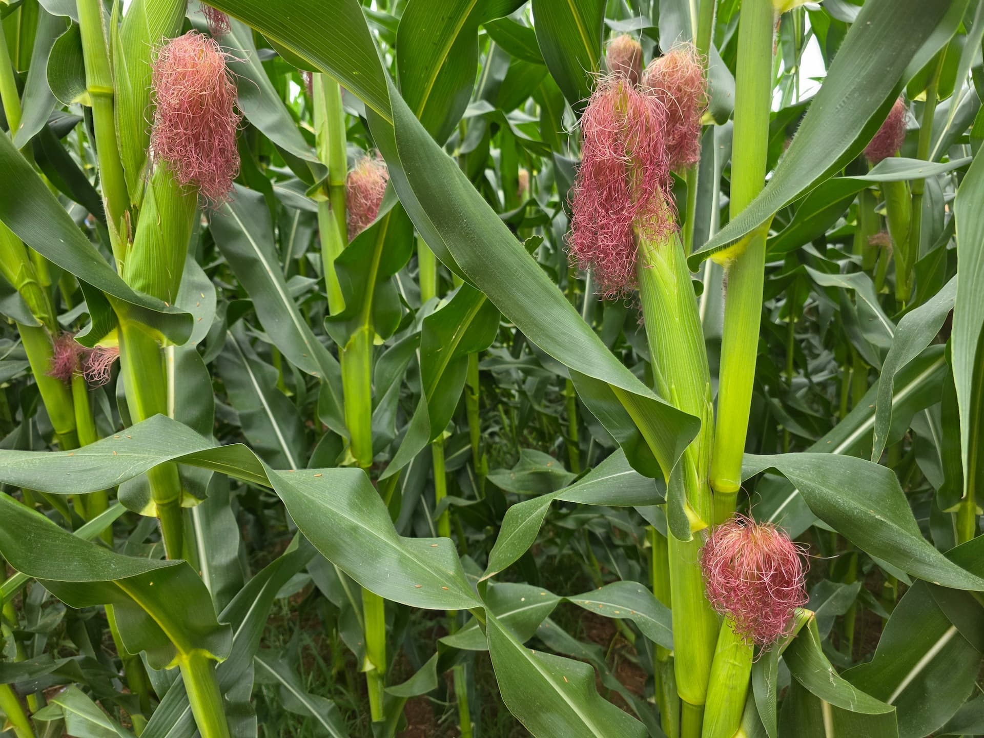 Bayer na era da Agricultura de Decisão, recordes no milho safrinha talhão a talhão (4)