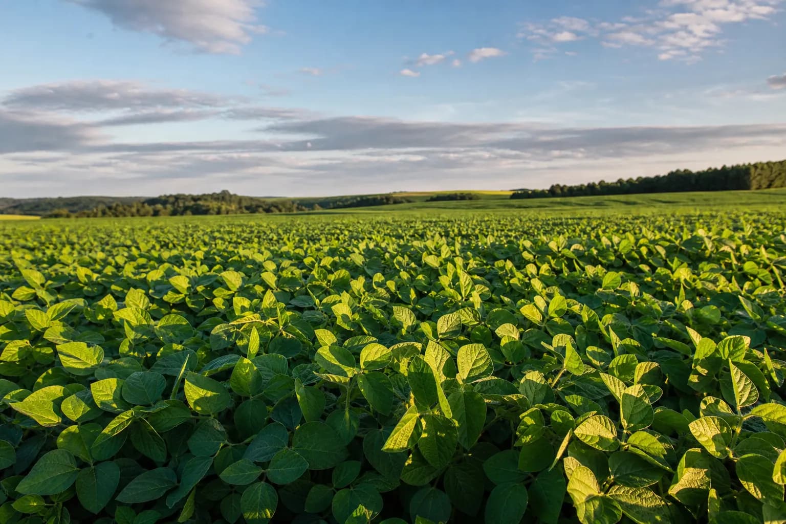 lavoura de soja campo verde plantacao safra recorde agricultura brasileira