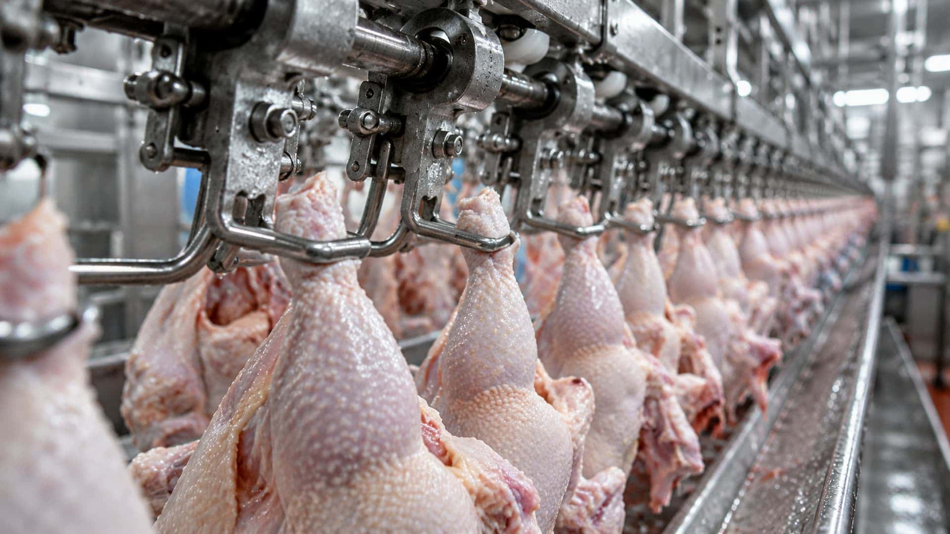 China exporta frango até 20% mais barato e ameaça mercado brasileiro