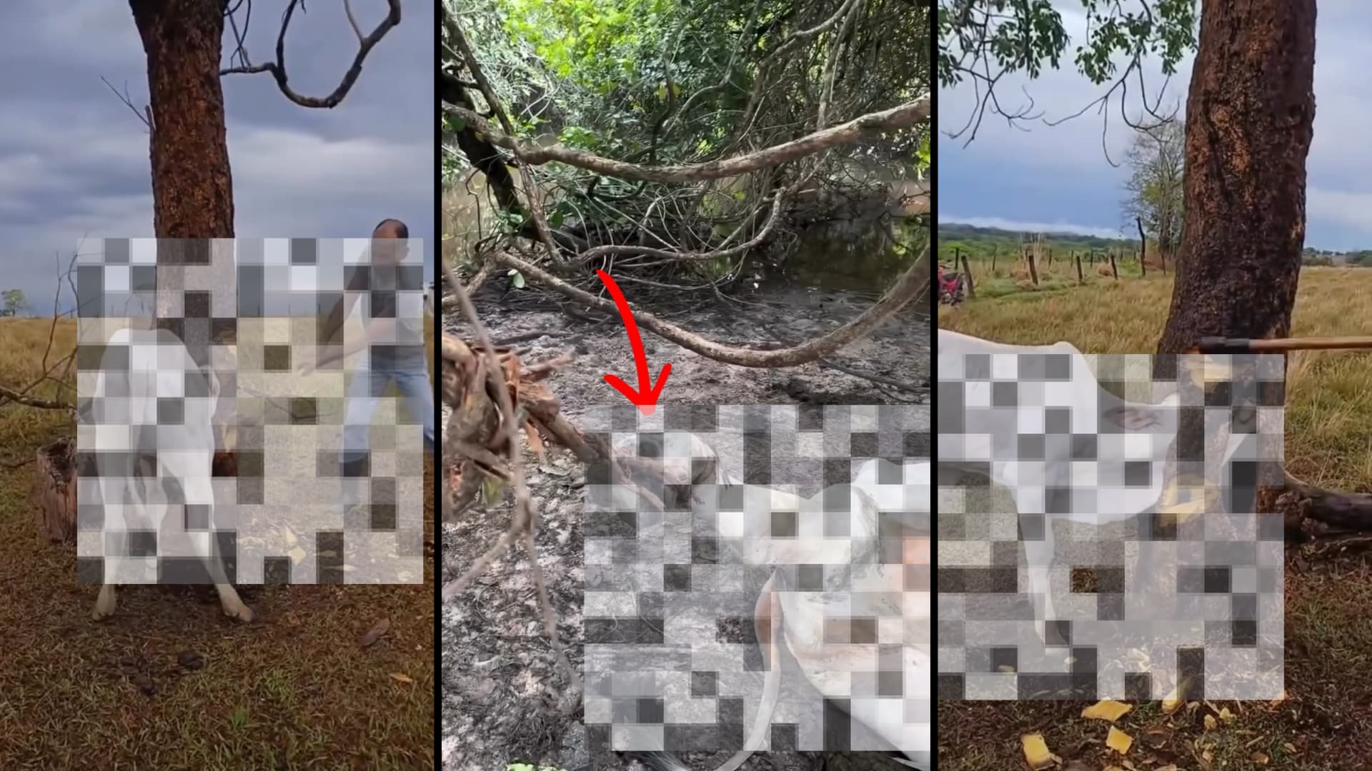 Perigos na Pecuária Bezerro fica preso no cipó e não resiste ao estresse e lesões