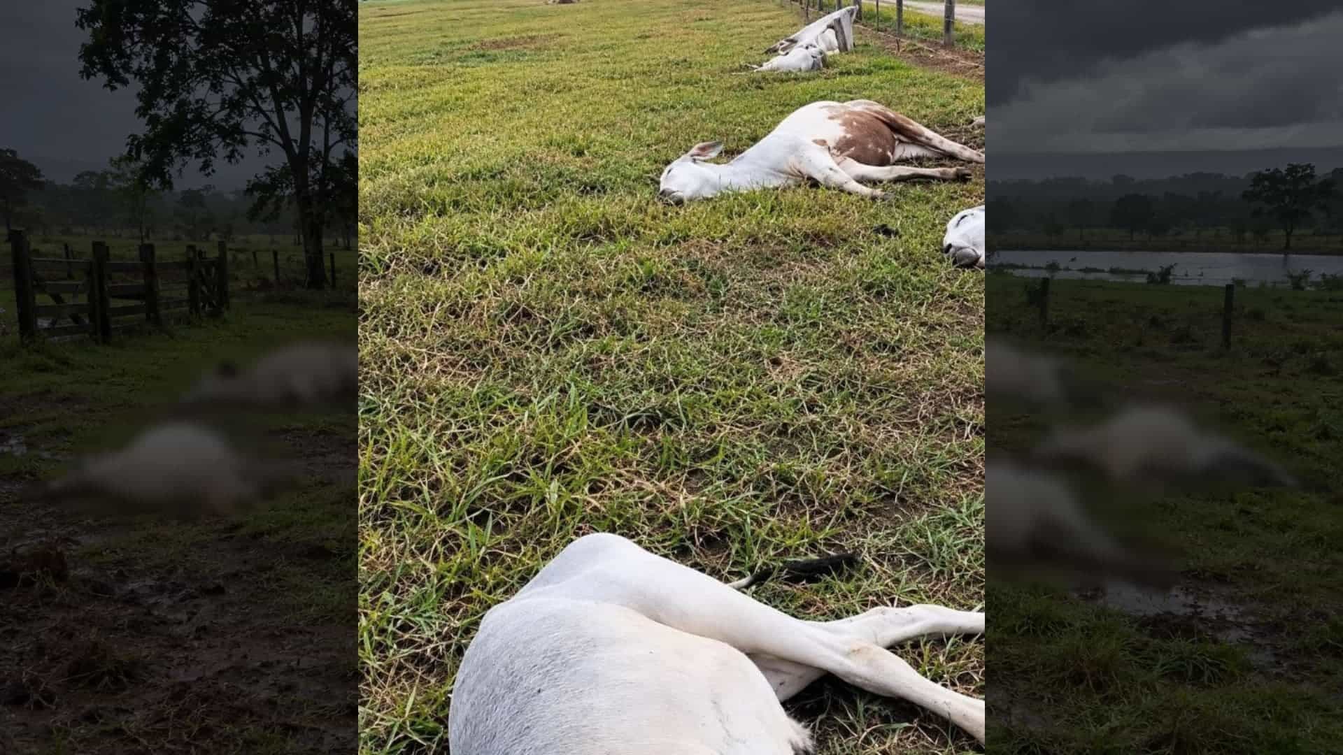 Raio mata 11 bovinos em MT e temporal provoca prejuízos em propriedades rurais