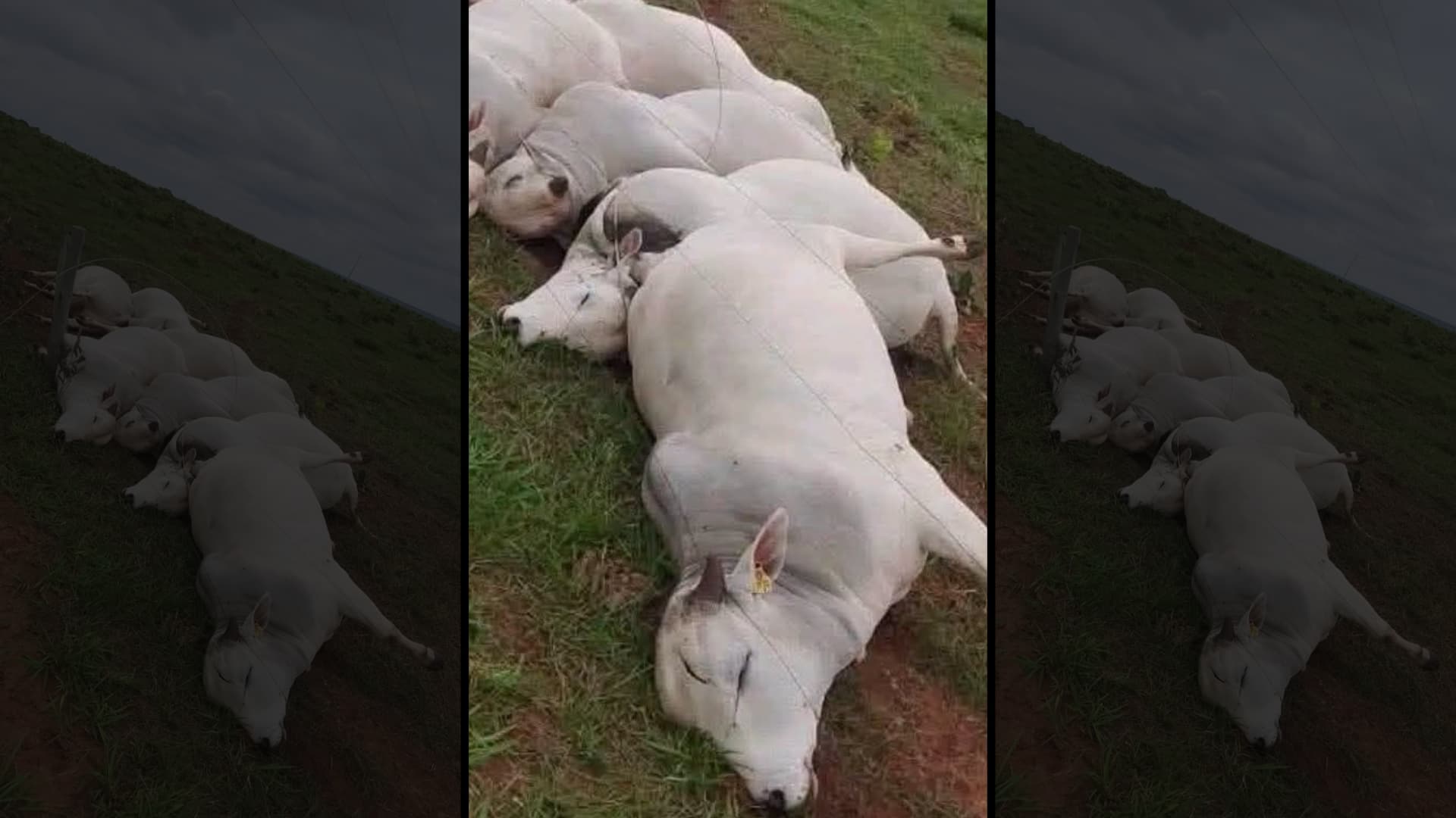Sete touros PO são fulminados por alta tensão; prejuízo estimado em R$ 160 mil