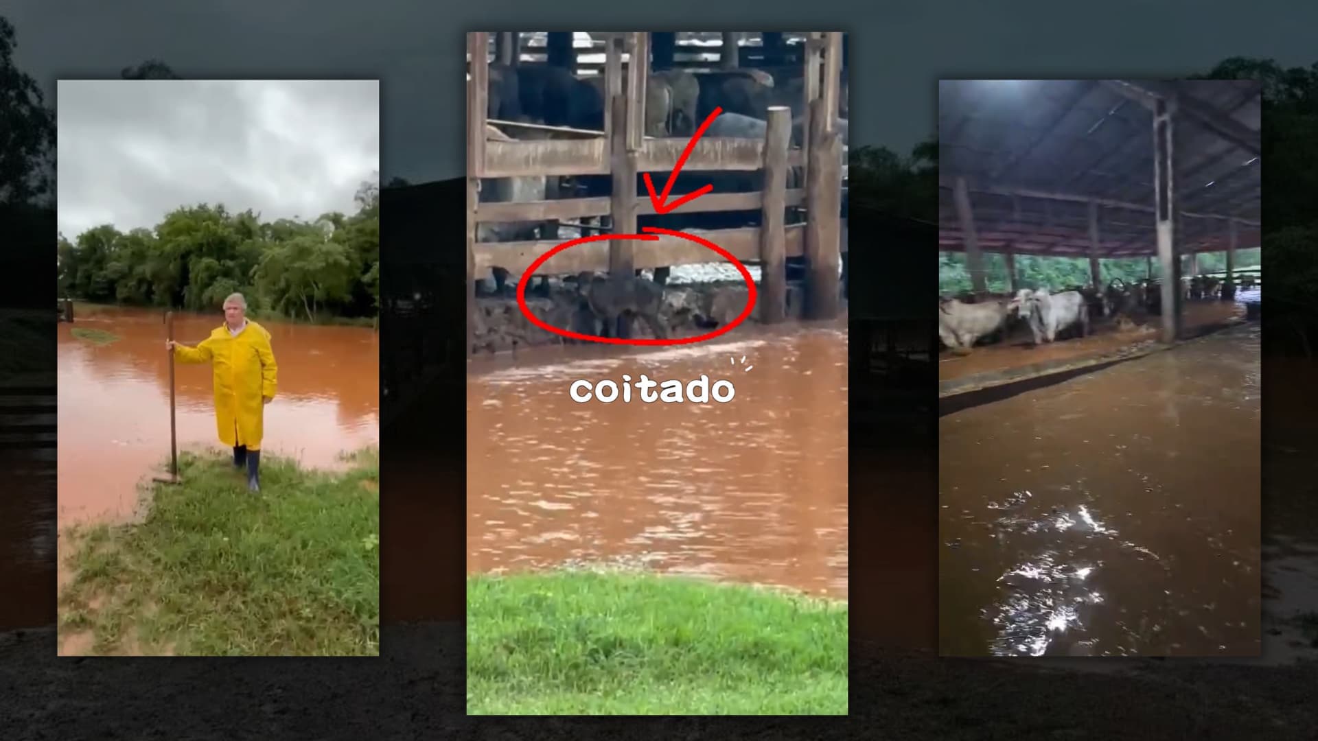 Vídeo impressionante mostra enchente invadindo confinamento de gado no Paraná