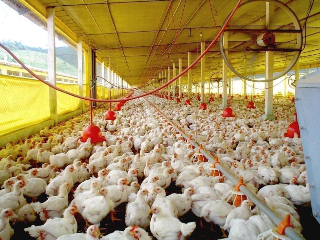 Setor avícola aguarda o retorno dos envios à China