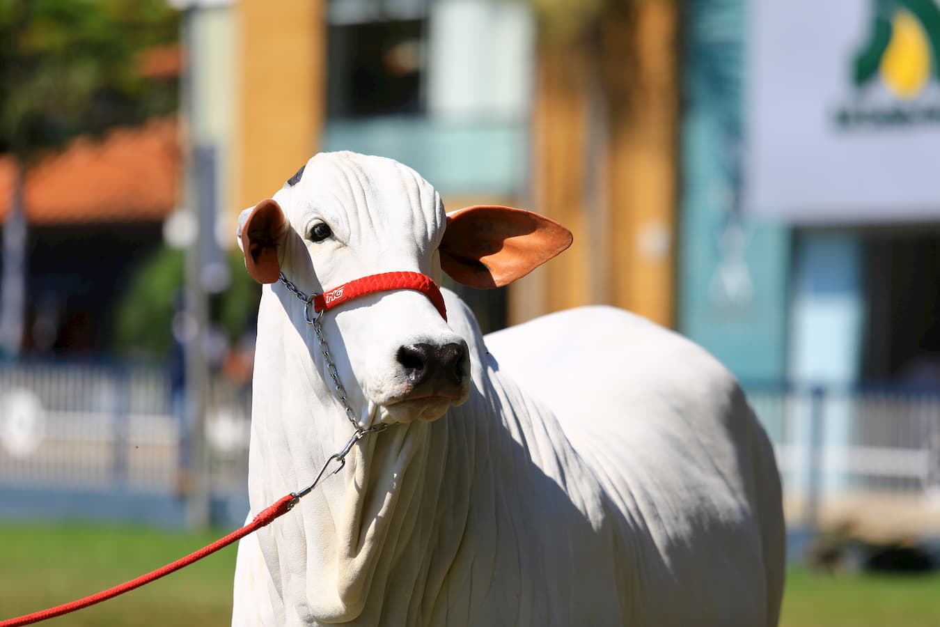 Carne bovina firme, concorrentes em queda