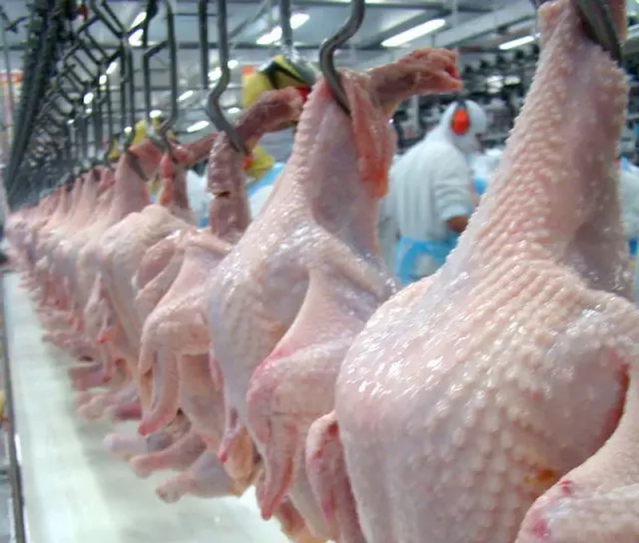 Preço da carne de frango caiu