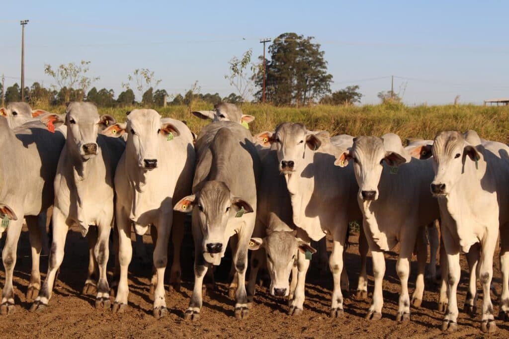 Preços do boi e da carne seguem firmes saiba os motivos