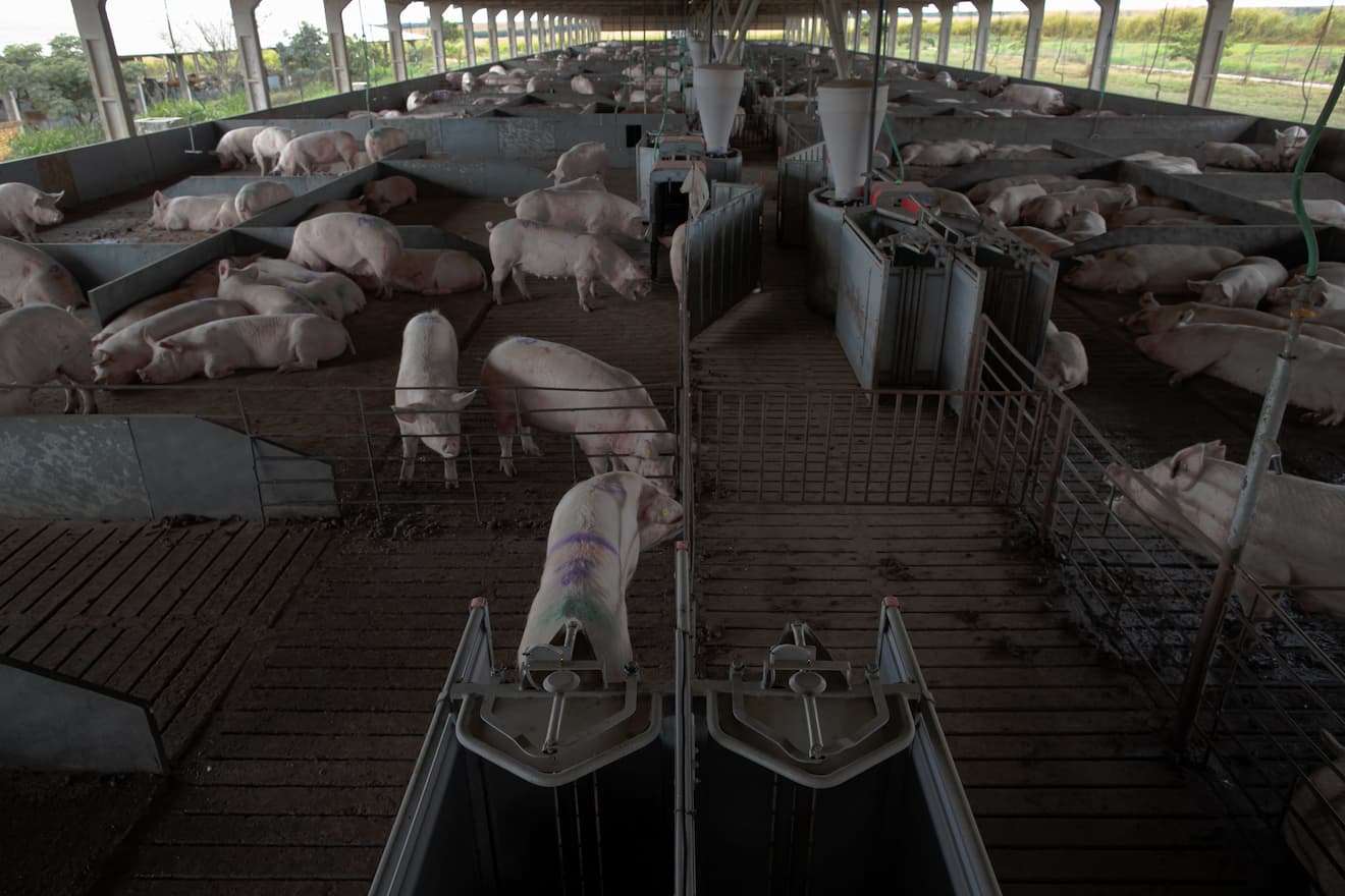 SC exporta 68 mil ton de carne suína em outubro alcançando 2º melhor desempenho