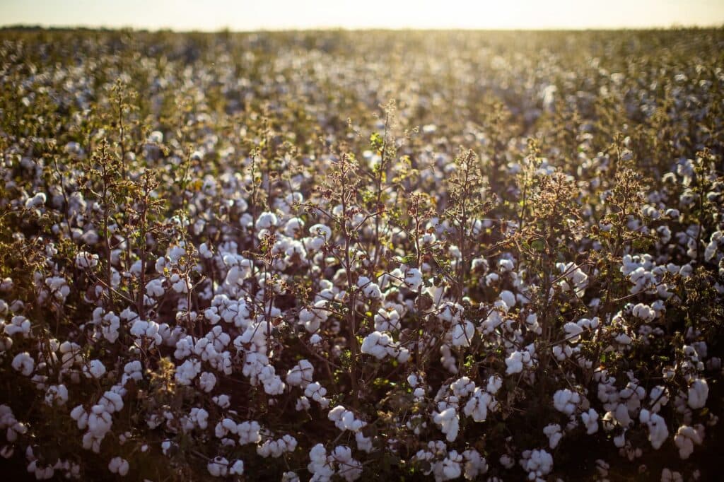 Mato Grosso revê para baixo a área de algodão na safra 2024/25; mas mantém expectativa de produção recorde