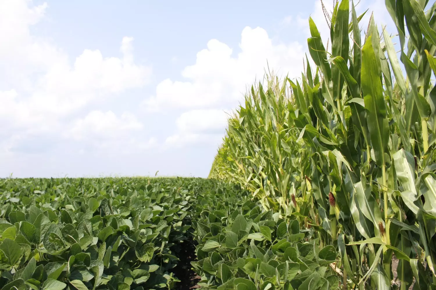 Aprosoja MT divulga os principais eventos que abrem o calendário do agro