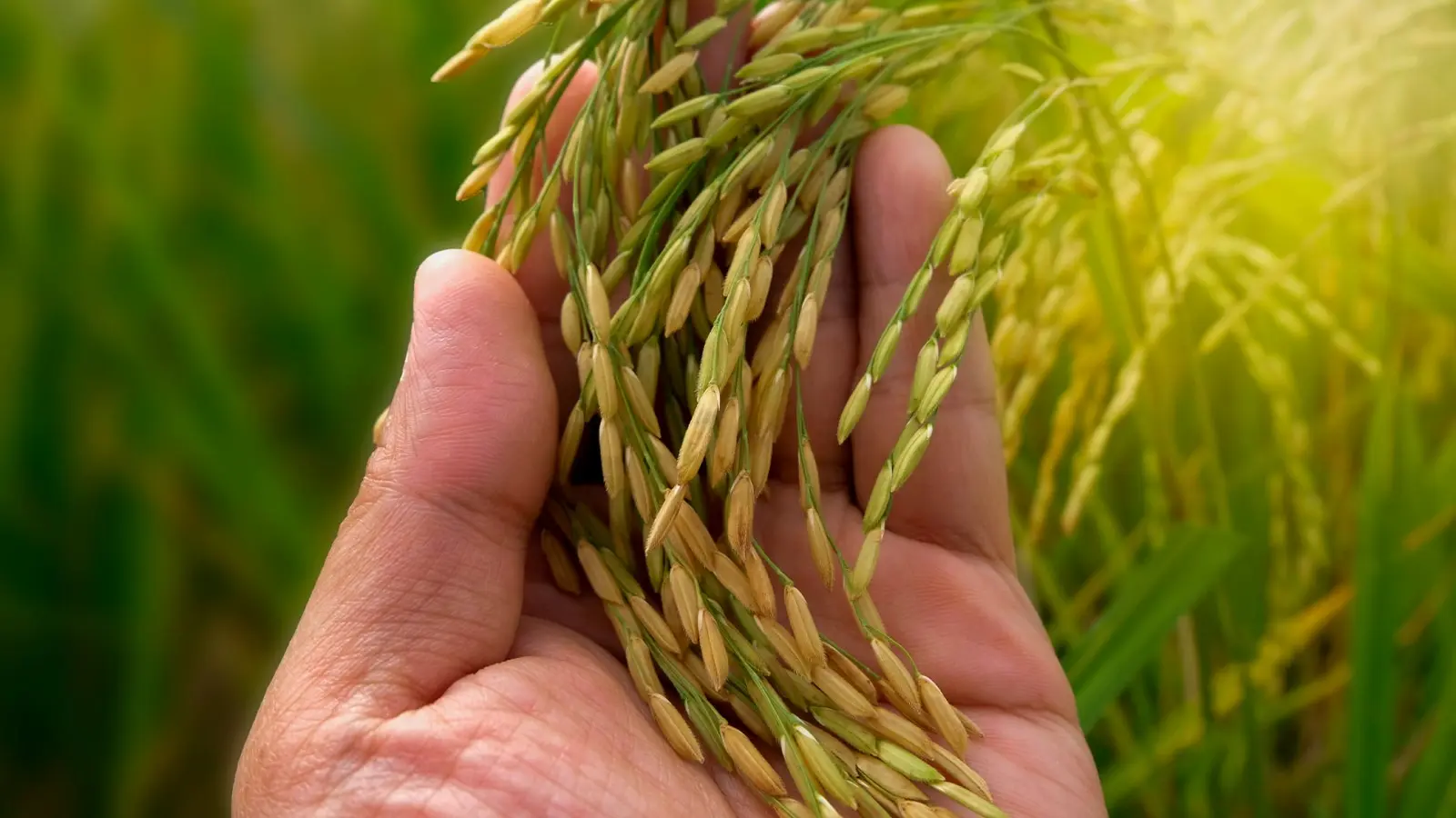 Produção de arroz deve cair e liga sinal de alerta no campo