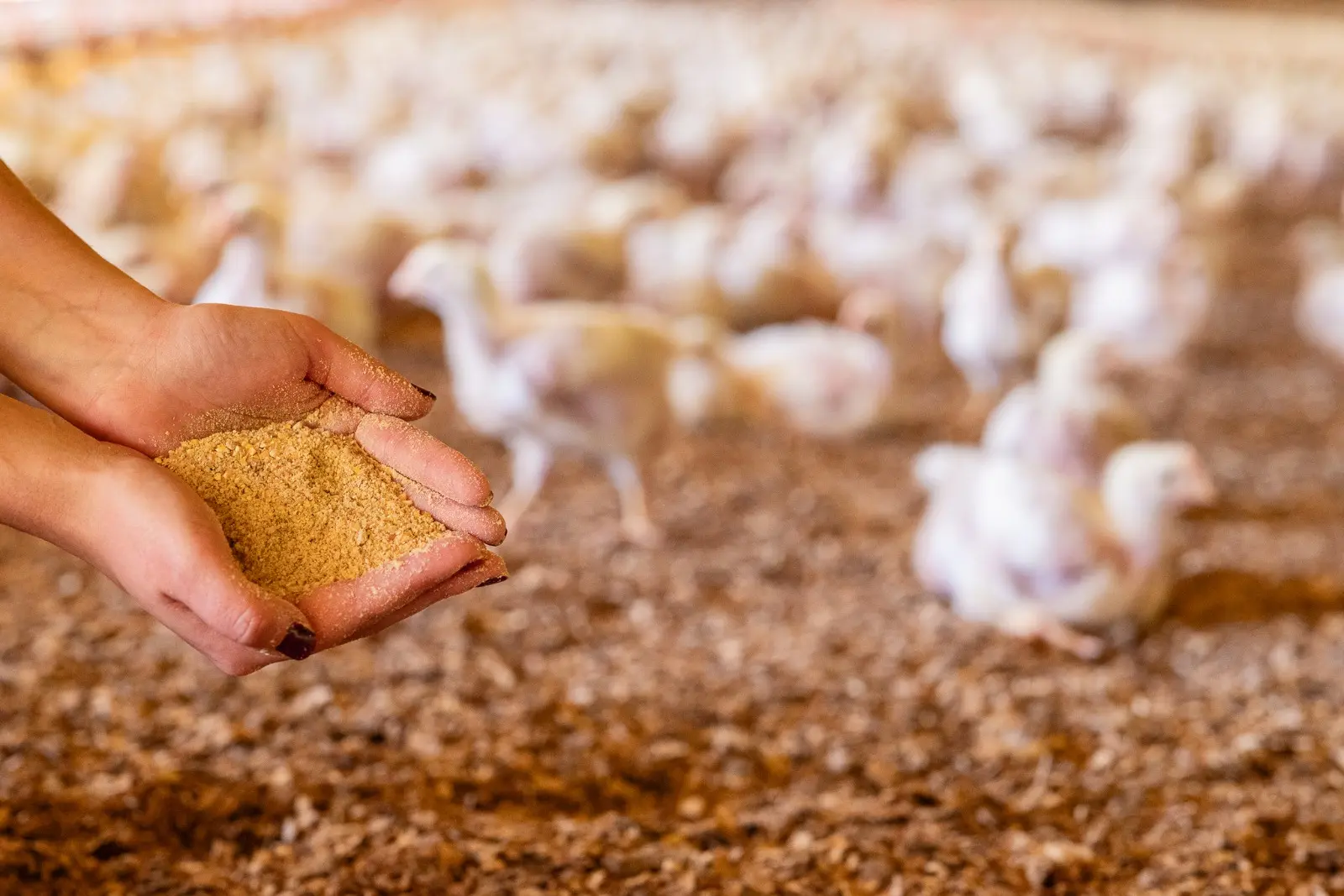 Qualidade de matérias-primas da ração é imprescindível para o bom desempenho das aves