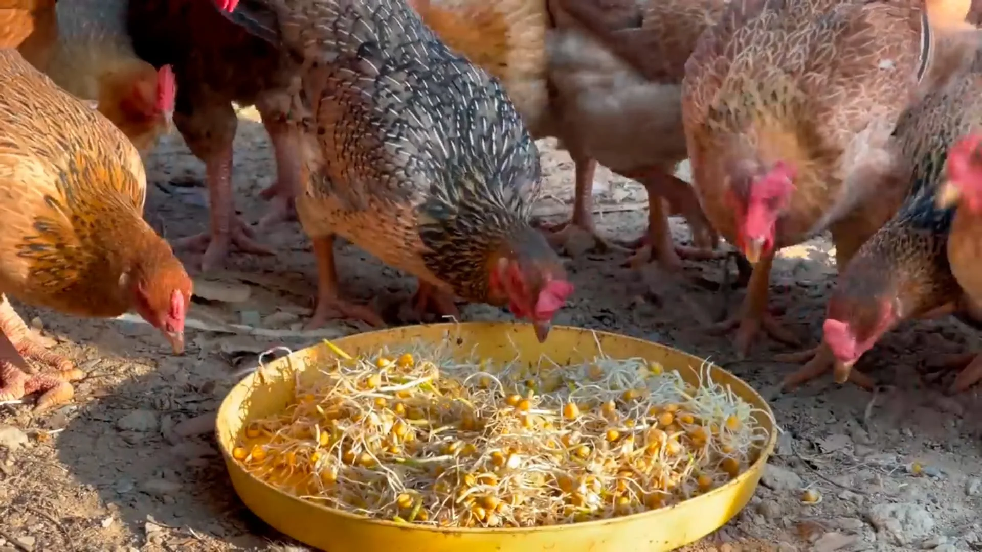 Produza BROTOS DE MILHO para ENGORDAR GALINHAS e AUMENTAR PRODUÇÃO DE OVOS