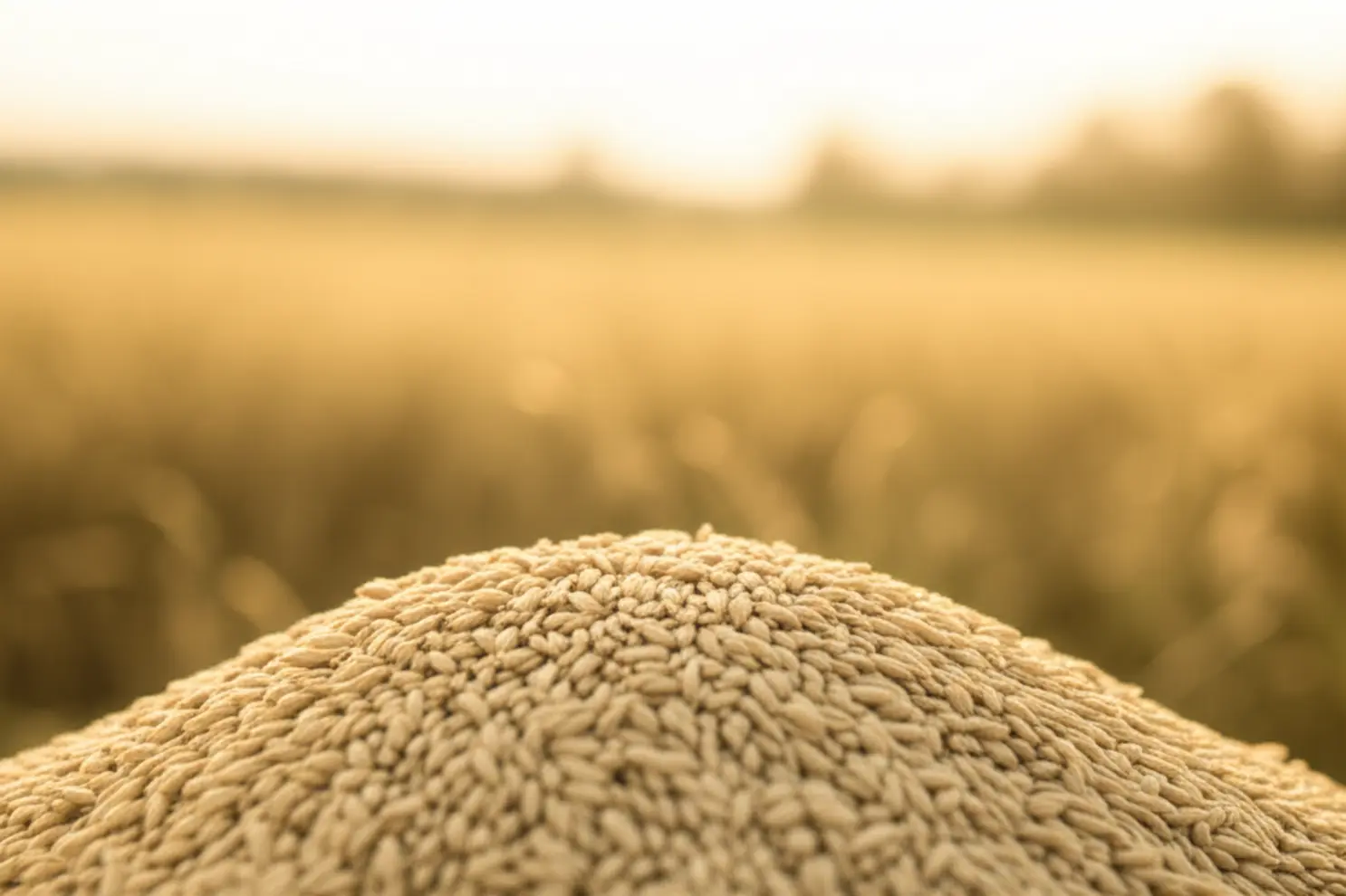 Exportação de arroz requer atenção a requisitos de qualidade e prazos de pagamento