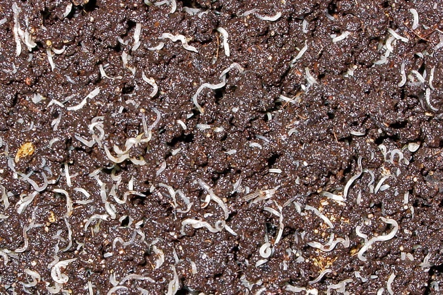 minhoca