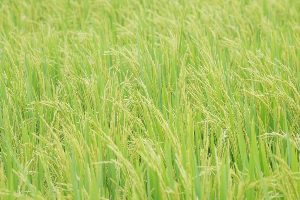 arroz