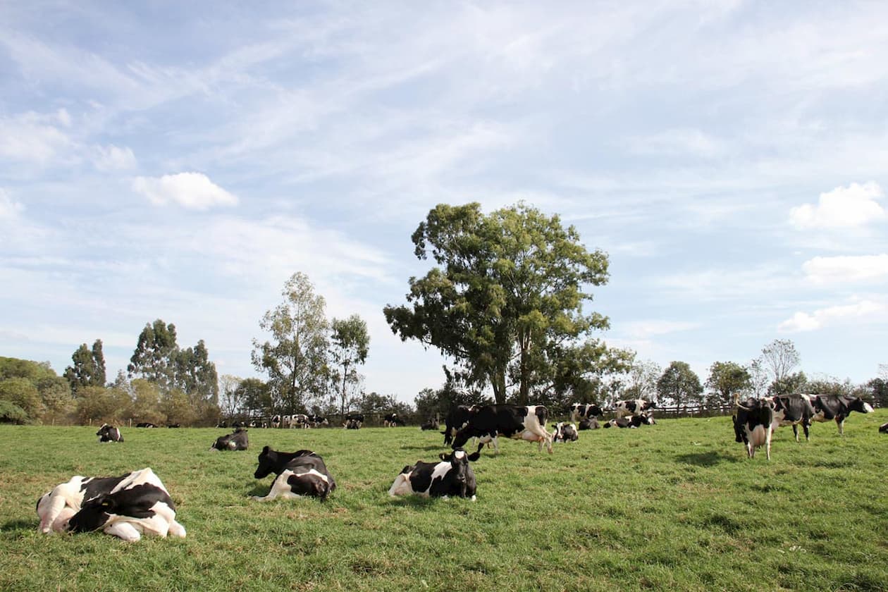 Vacas vital&iacute;cias